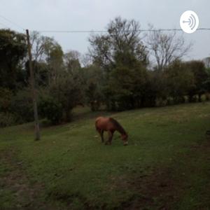 Ouça Samambaia Reino Plantae na aplicação